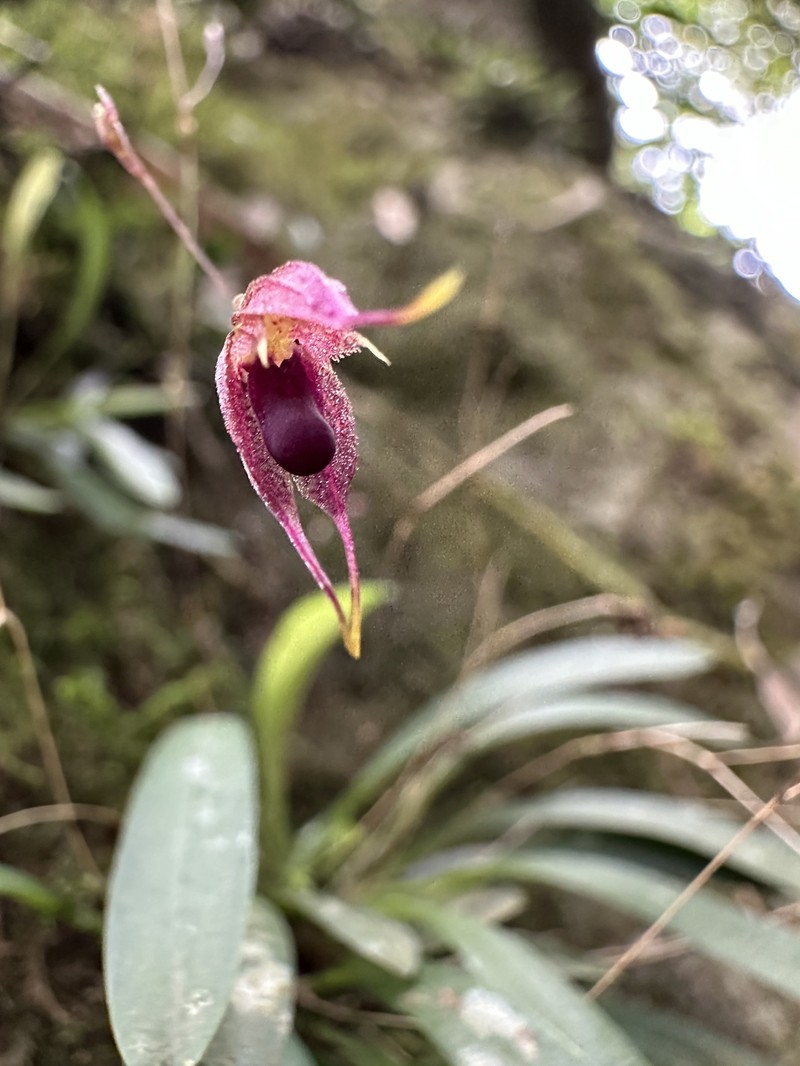 Andreettaea tsubotae photo 4