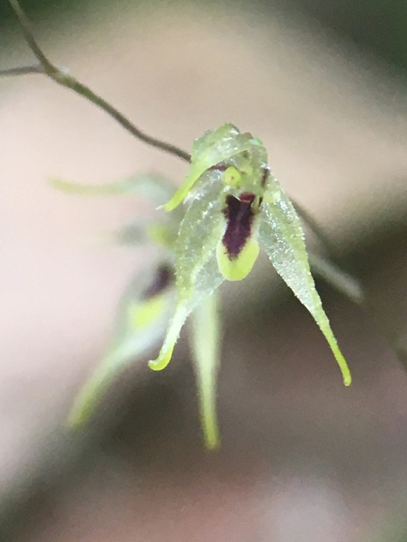 Andreettaea zephyrina