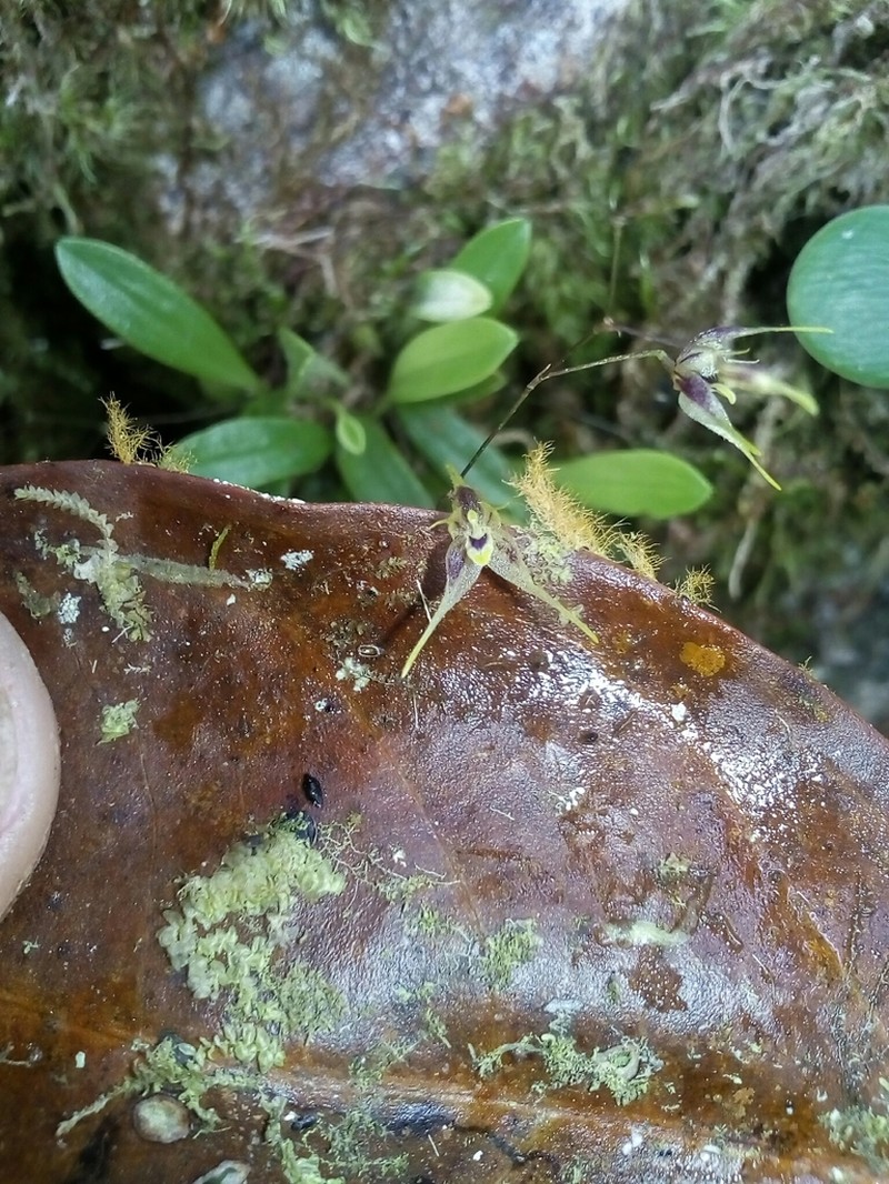 Andreettaea zephyrina photo 2