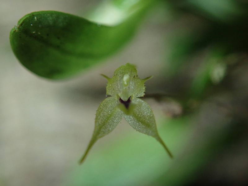 Andreettaea zephyrina photo 3