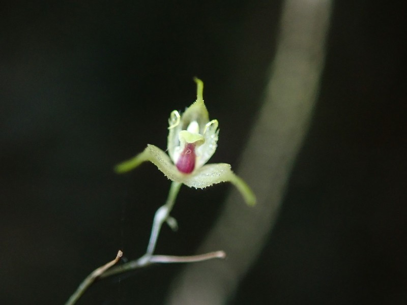 Andreettaea zephyrina photo 4