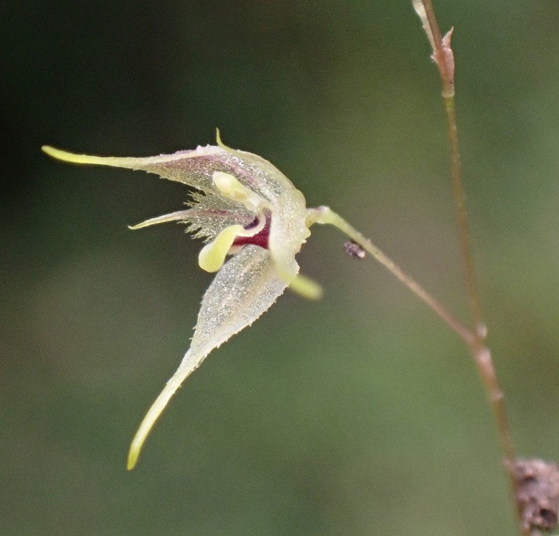 Andreettaea zephyrina photo 5