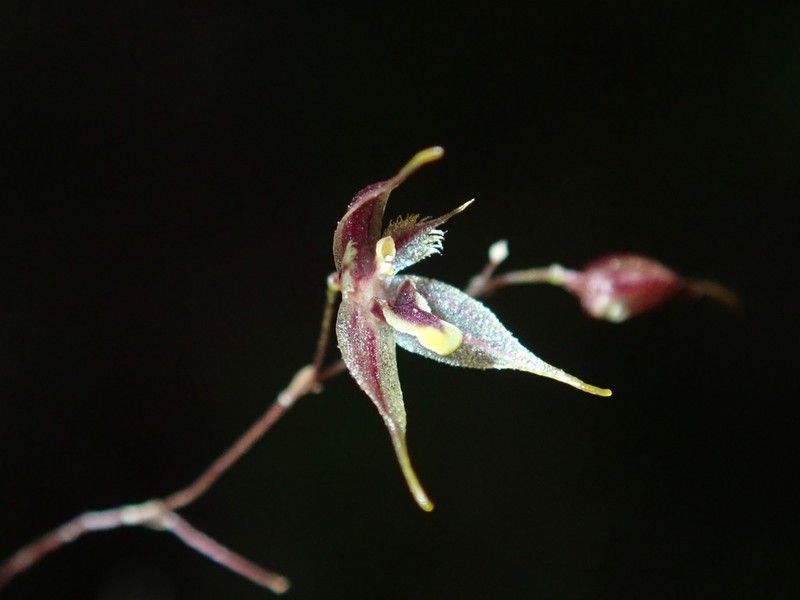 Andreettaea zephyrina photo 6
