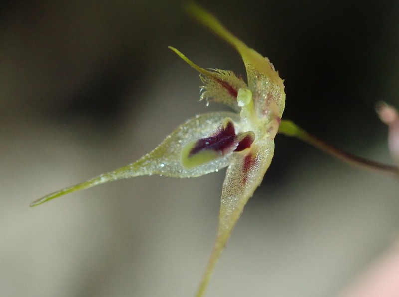 Andreettaea zephyrina photo 7
