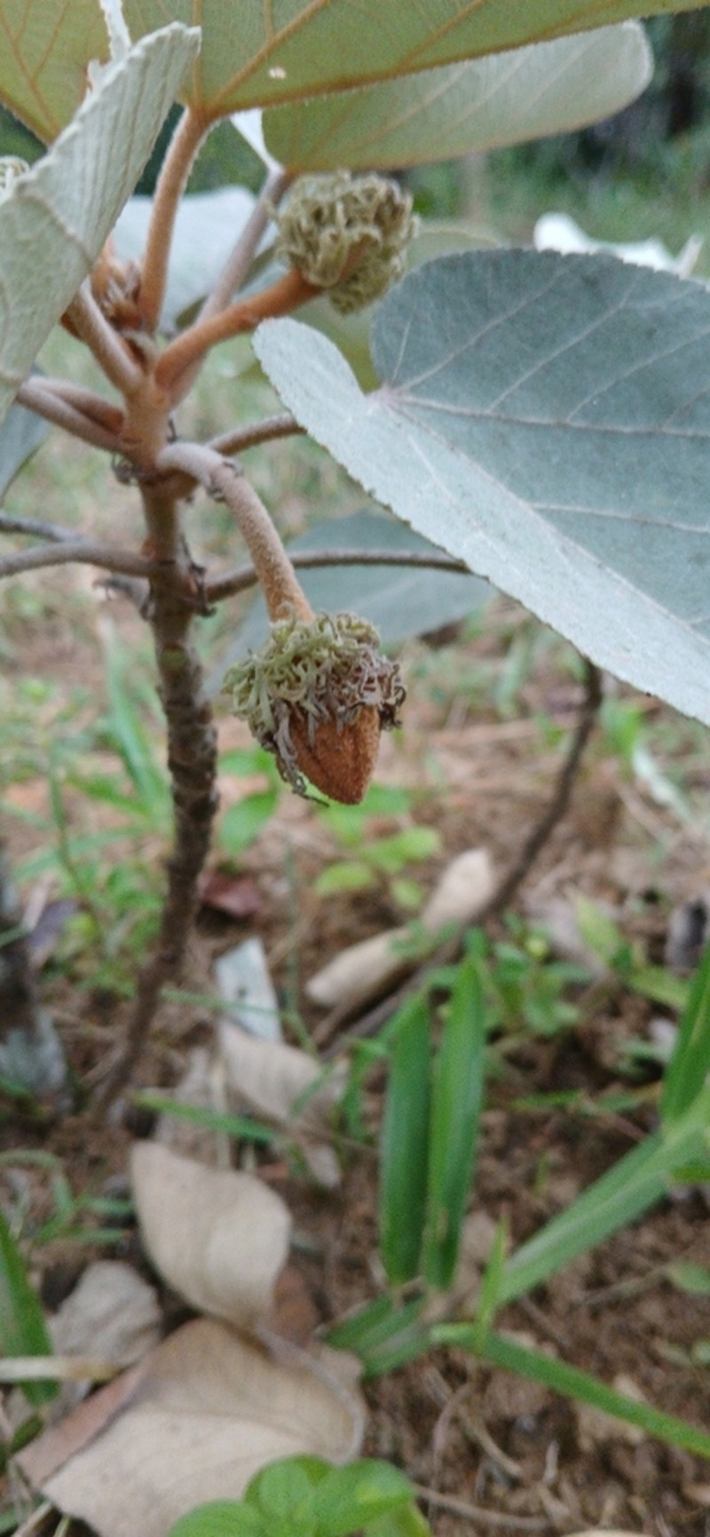 Andringitra leiomacrantha