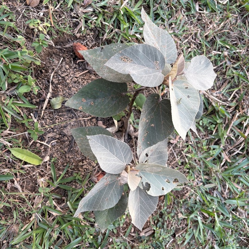 Andringitra leiomacrantha photo 3