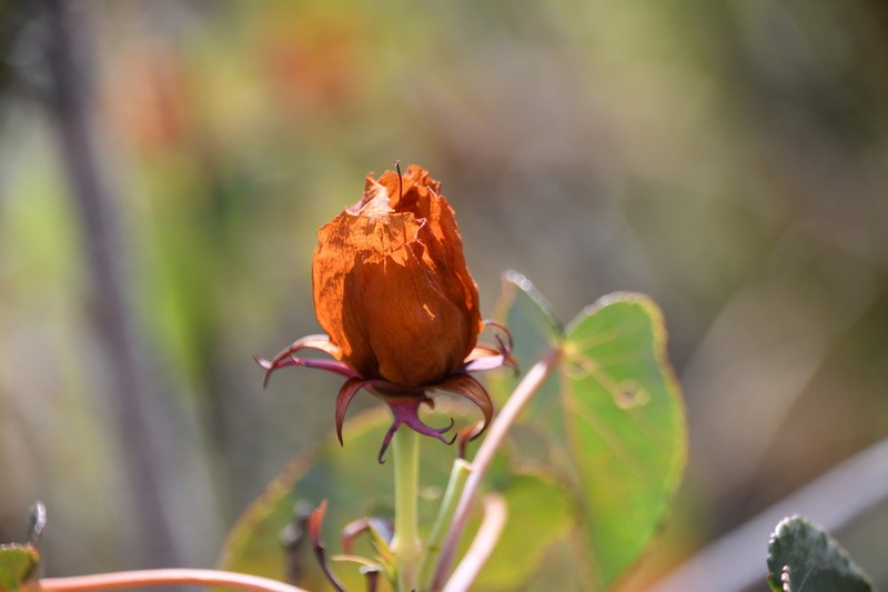 Andringitra leiomacrantha photo 5
