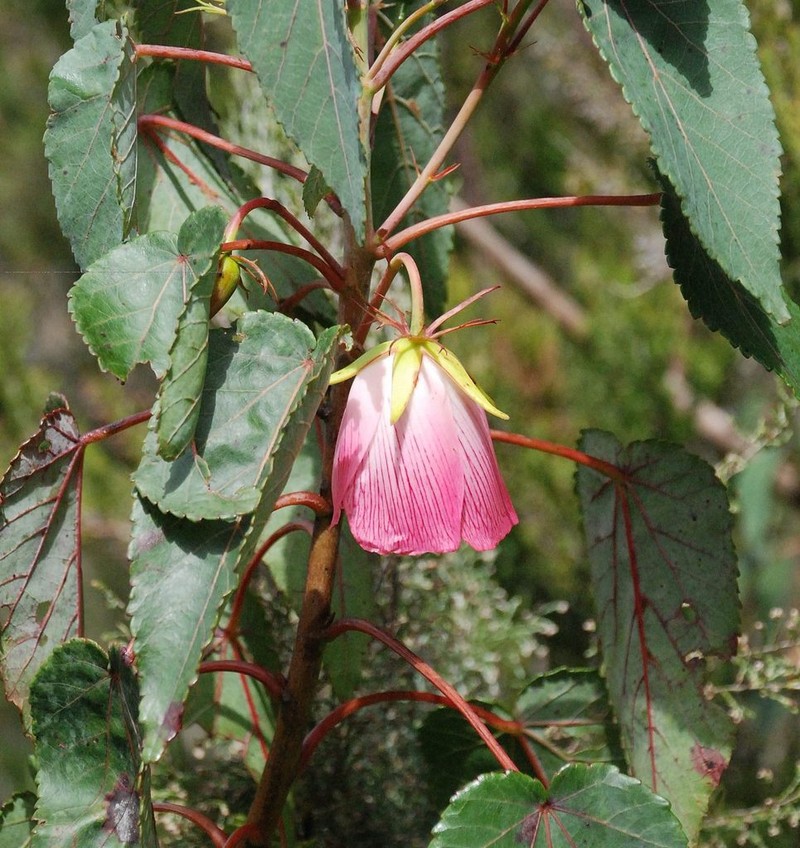 Andringitra leiomacrantha photo 6
