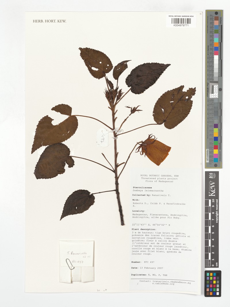 Andringitra leiomacrantha subsp. leiomacrantha