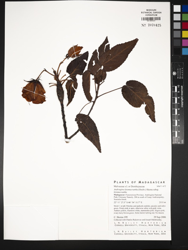 Andringitra leiomacrantha subsp. leiomacrantha photo 2