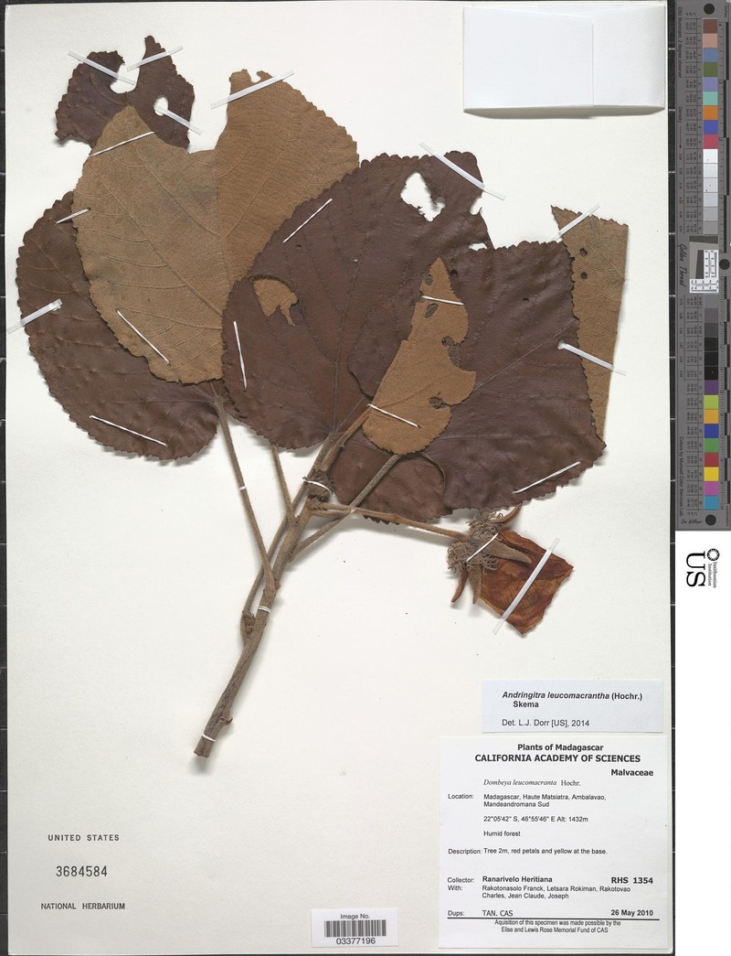 Andringitra leucomacrantha photo 2