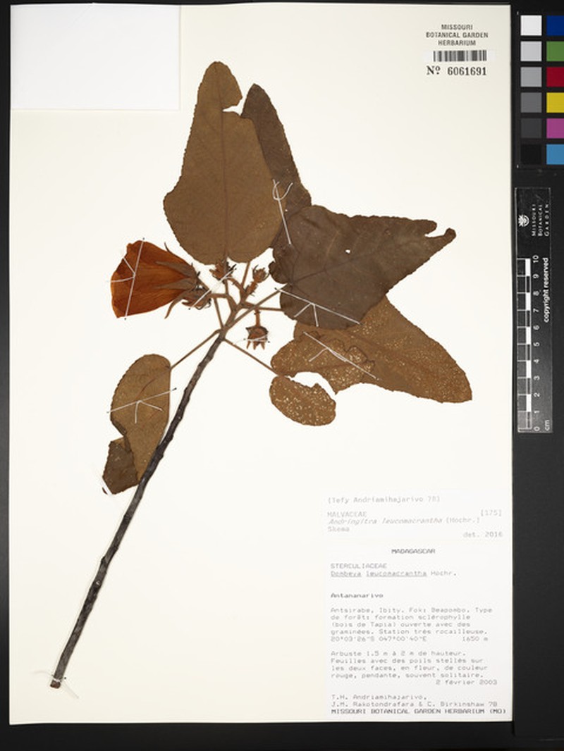 Andringitra leucomacrantha photo 3