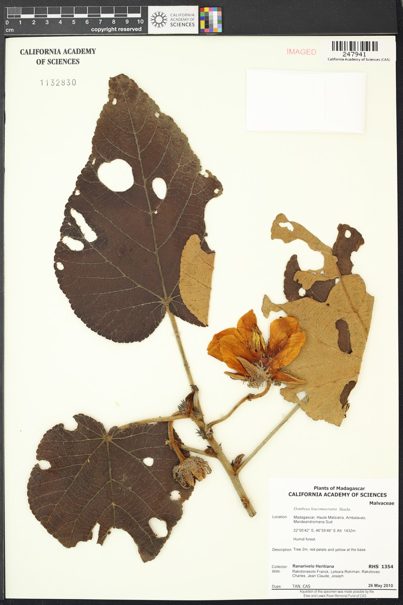 Andringitra leucomacrantha