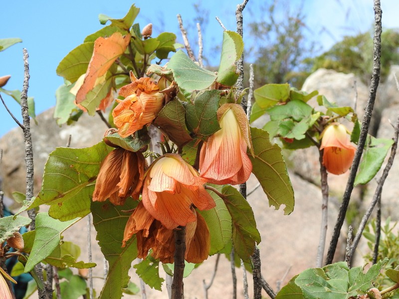 Andringitra macrantha