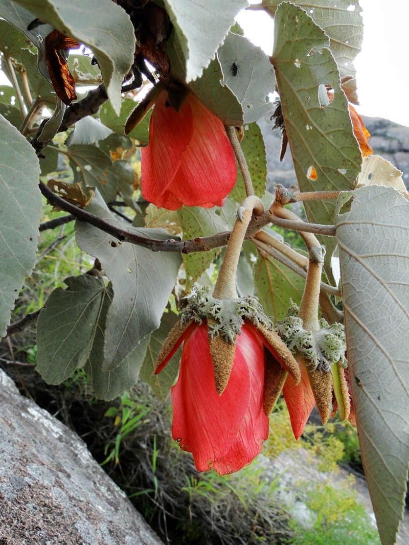 Andringitra macrantha photo 2