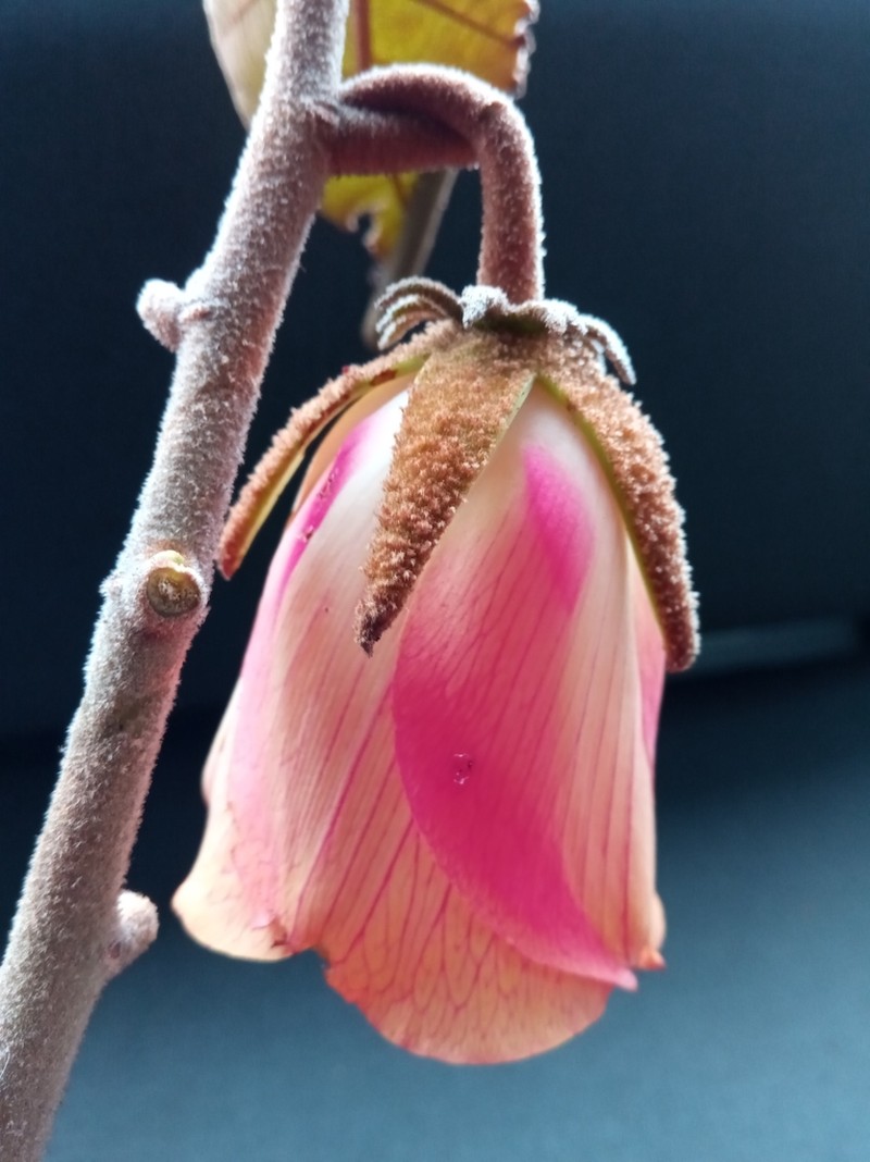 Andringitra macrantha photo 3