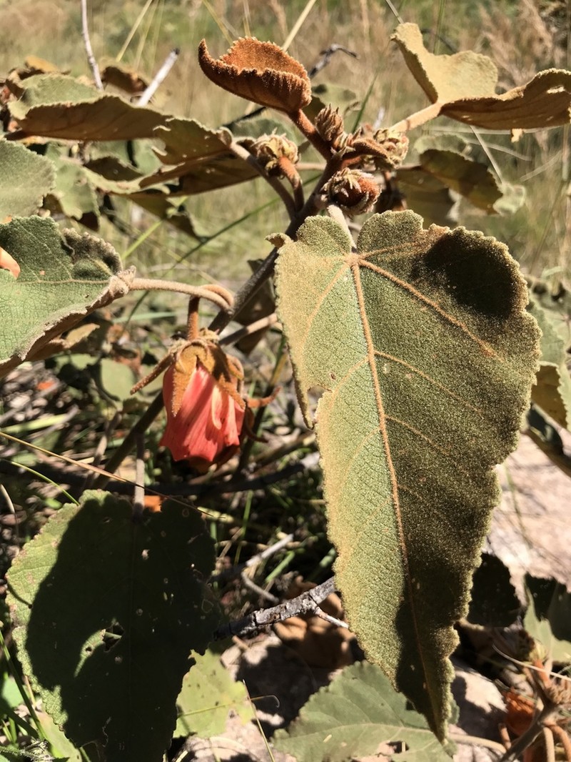 Andringitra macrantha photo 5