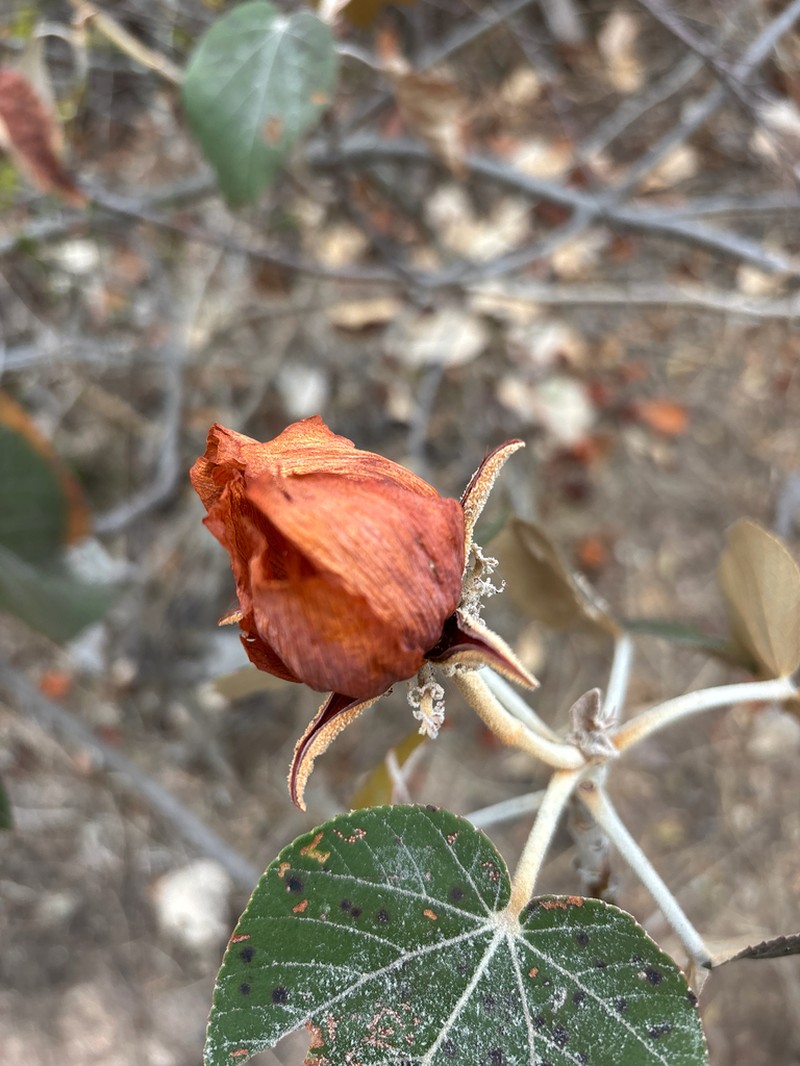 Andringitra macrantha photo 6