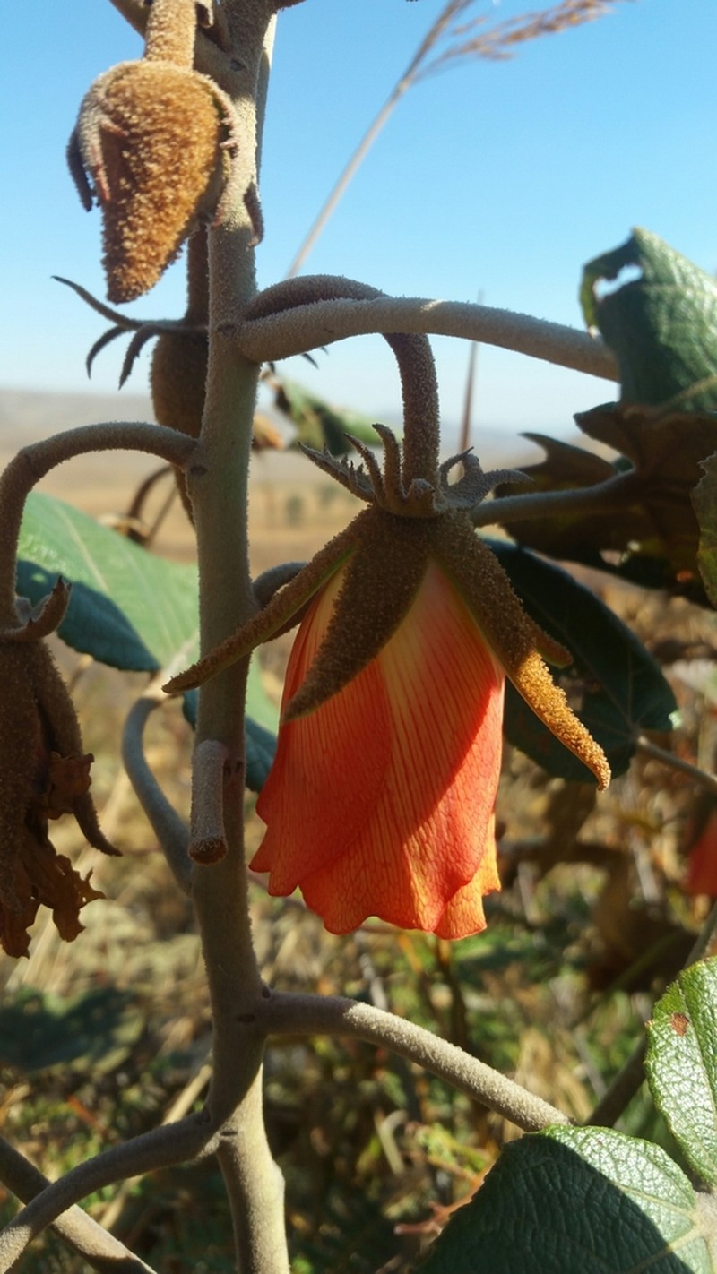 Andringitra macrantha photo 7