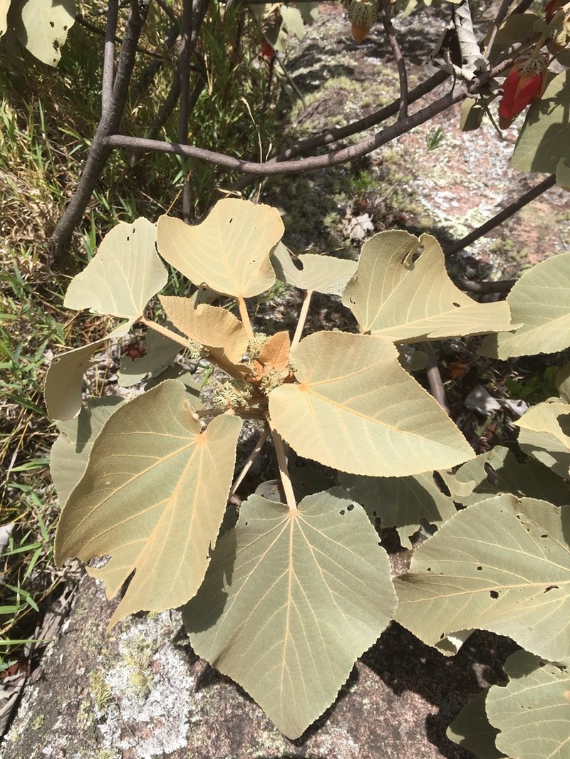 Andringitra macrantha photo 8