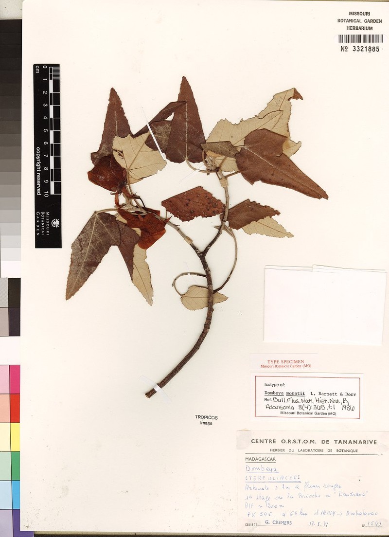 Andringitra moratii
