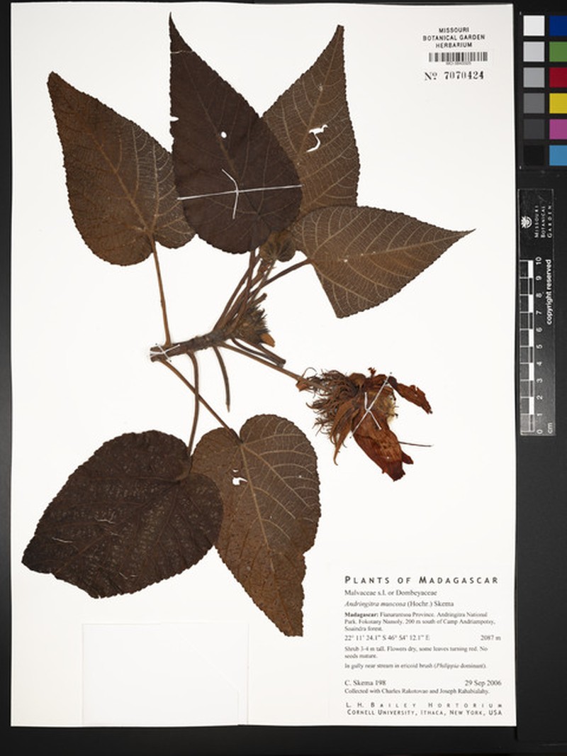 Andringitra muscosa