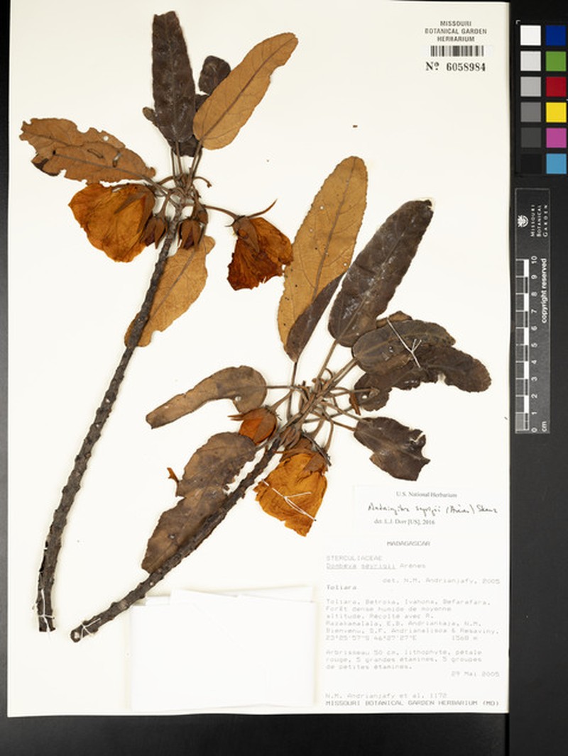 Andringitra seyrigii