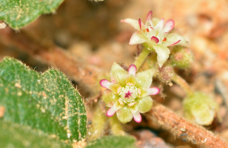 Androcalva aphrix