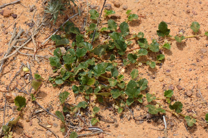 Androcalva aphrix photo 2