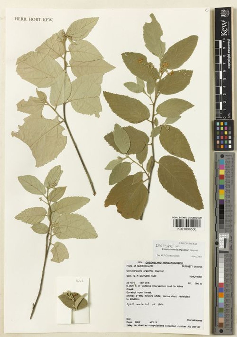 Androcalva argentea