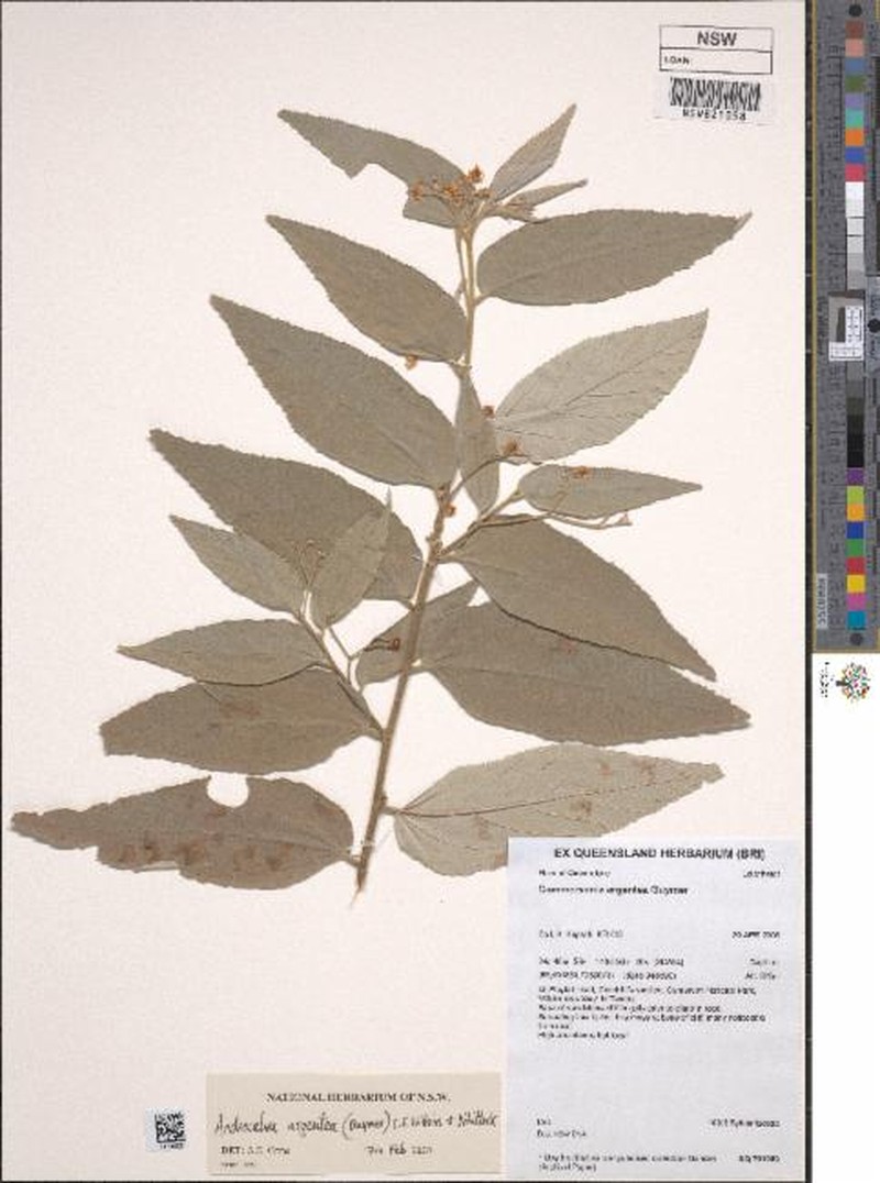 Androcalva argentea photo 2