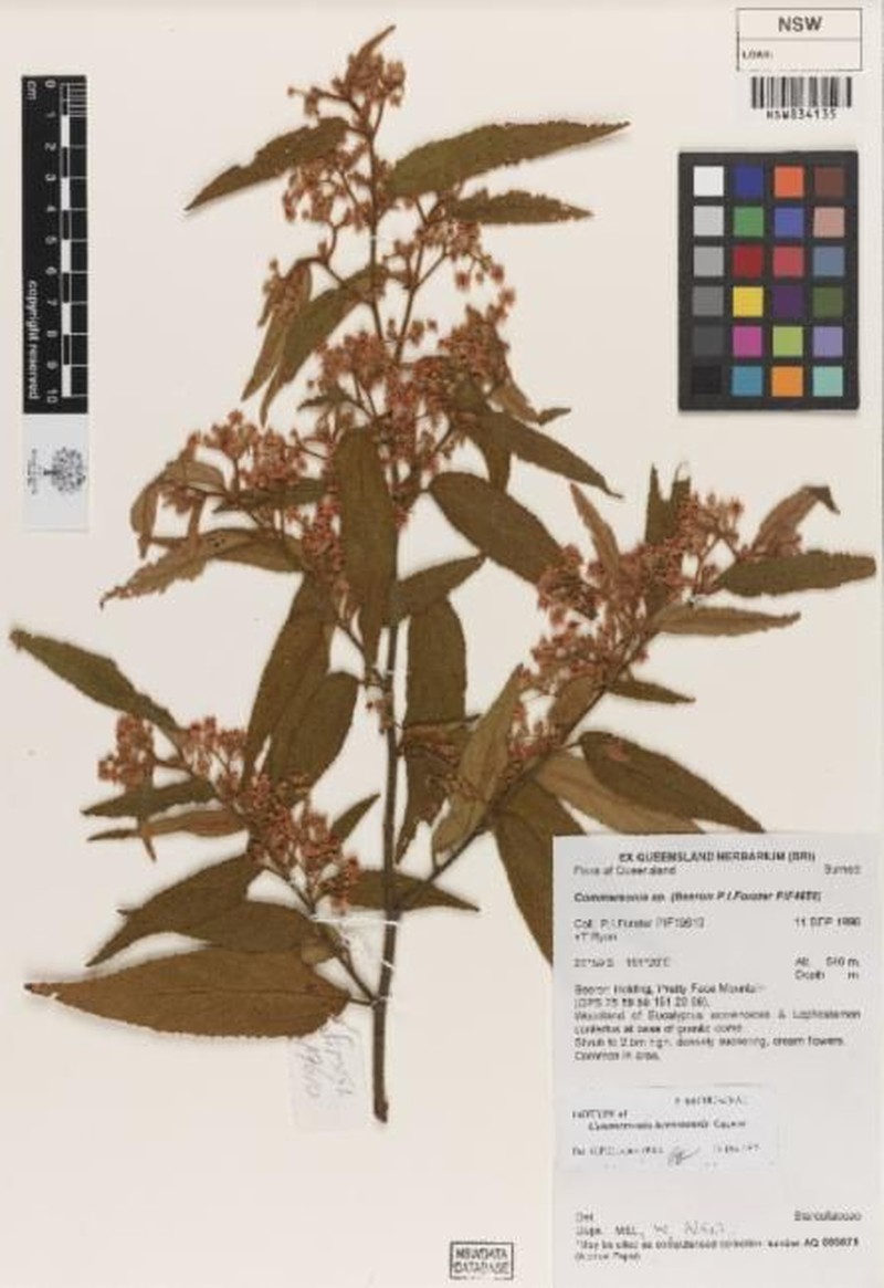 Androcalva beeronensis