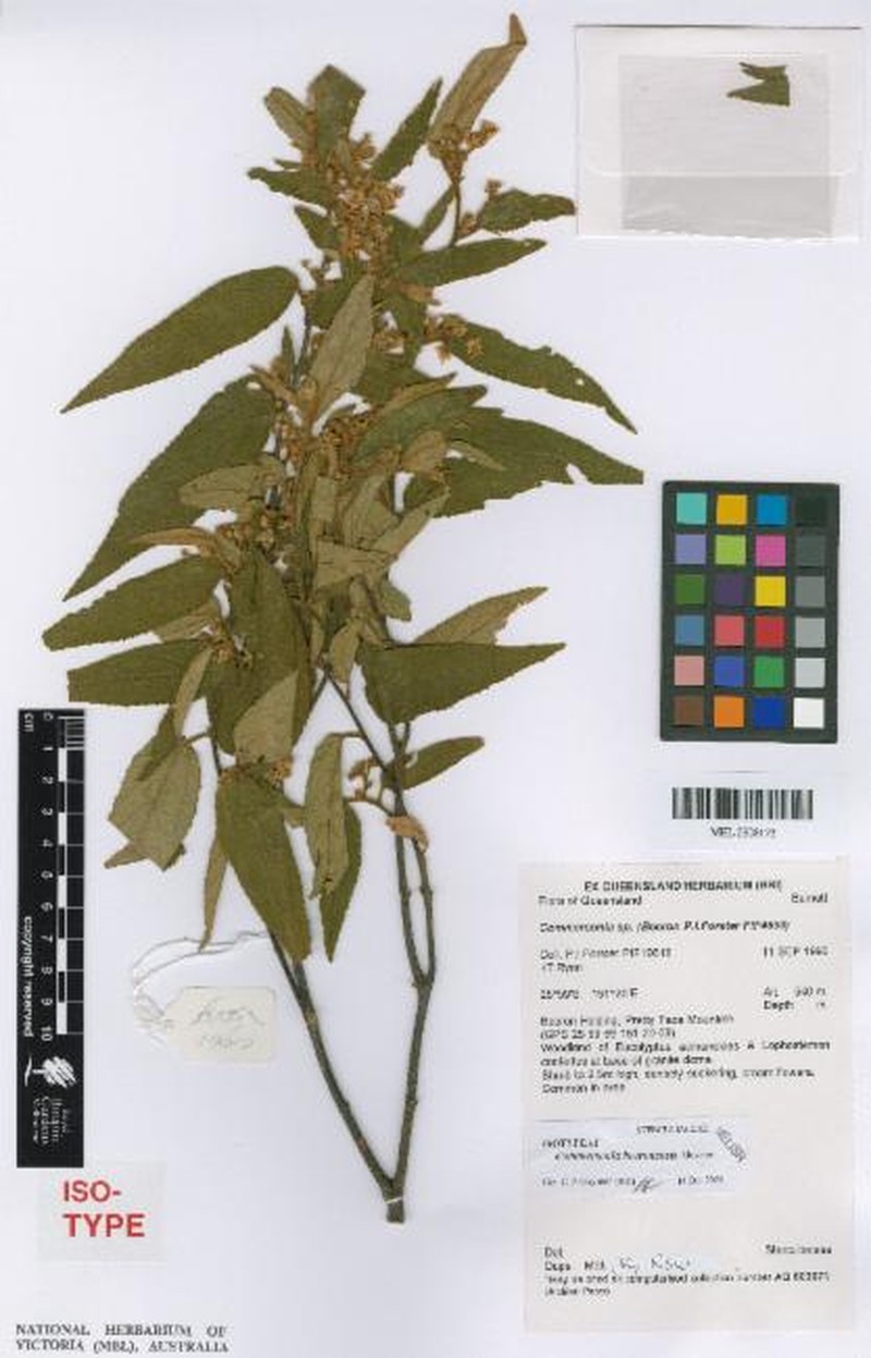 Androcalva beeronensis photo 2