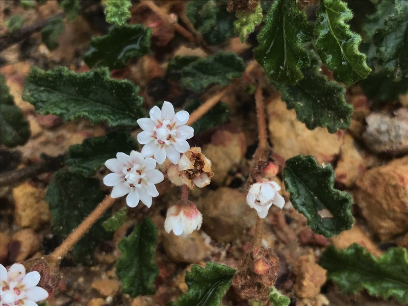 Androcalva bivillosa