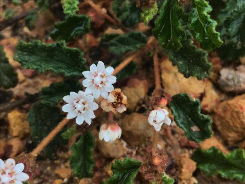 Androcalva bivillosa photo 2