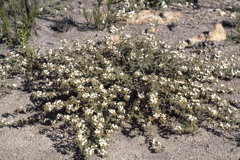Androcalva crispa photo 2