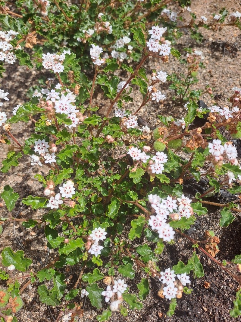 Androcalva crispa photo 3
