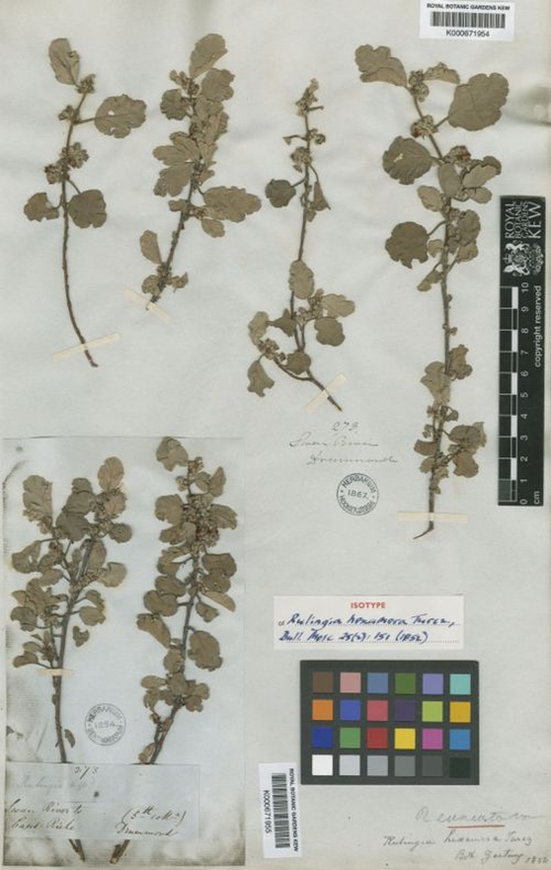 Androcalva cuneata