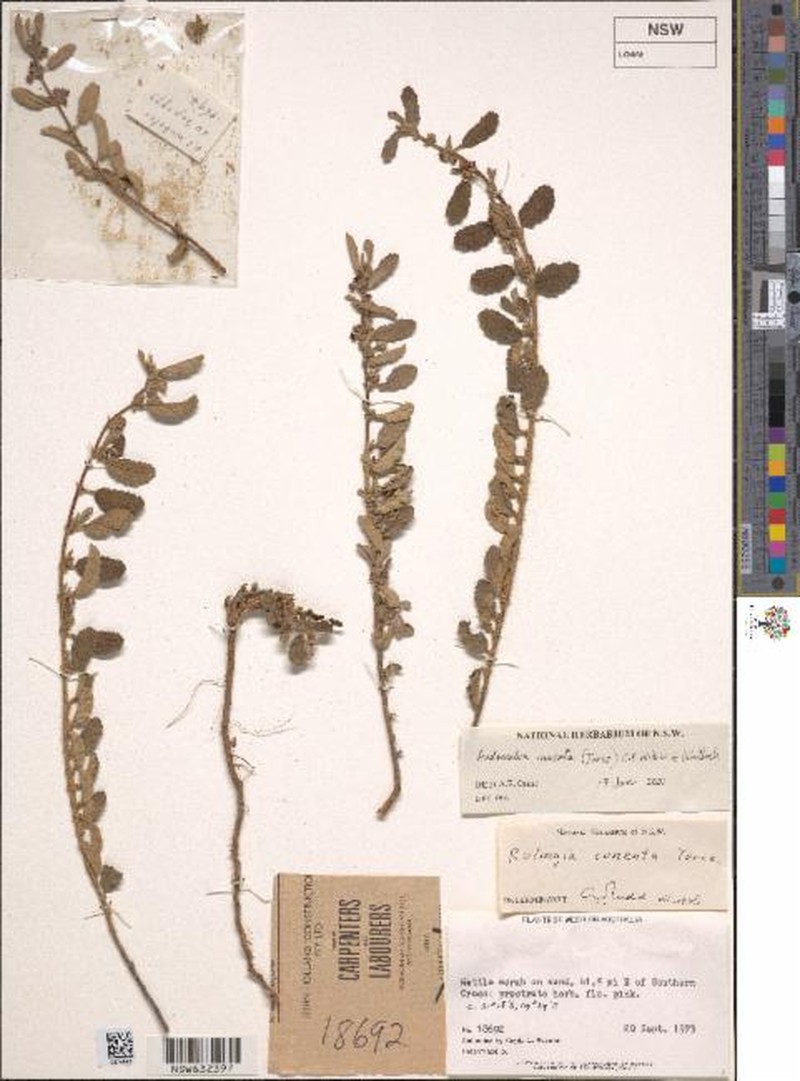 Androcalva cuneata photo 2