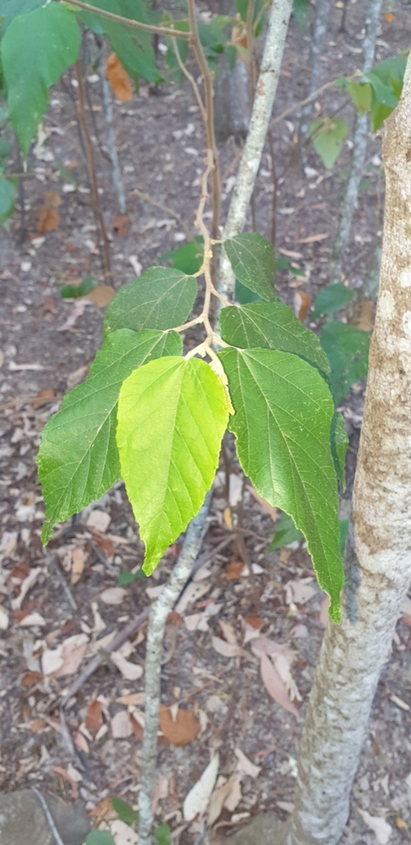Androcalva fraseri