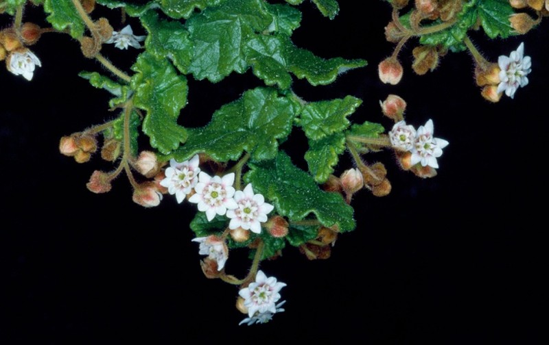 Androcalva gaudichaudii