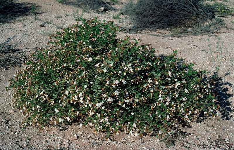 Androcalva gaudichaudii photo 2