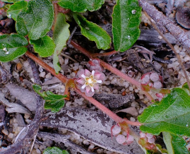 Androcalva incilis