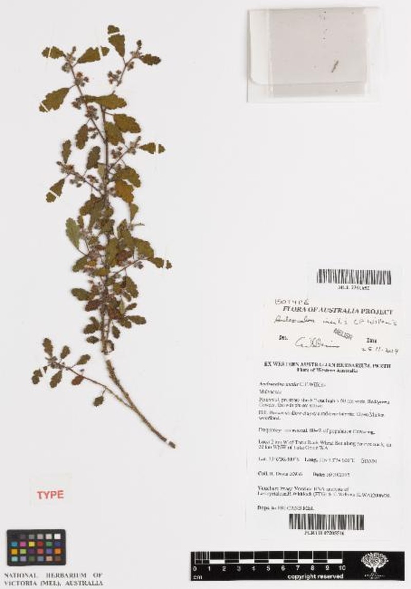 Androcalva incilis photo 2