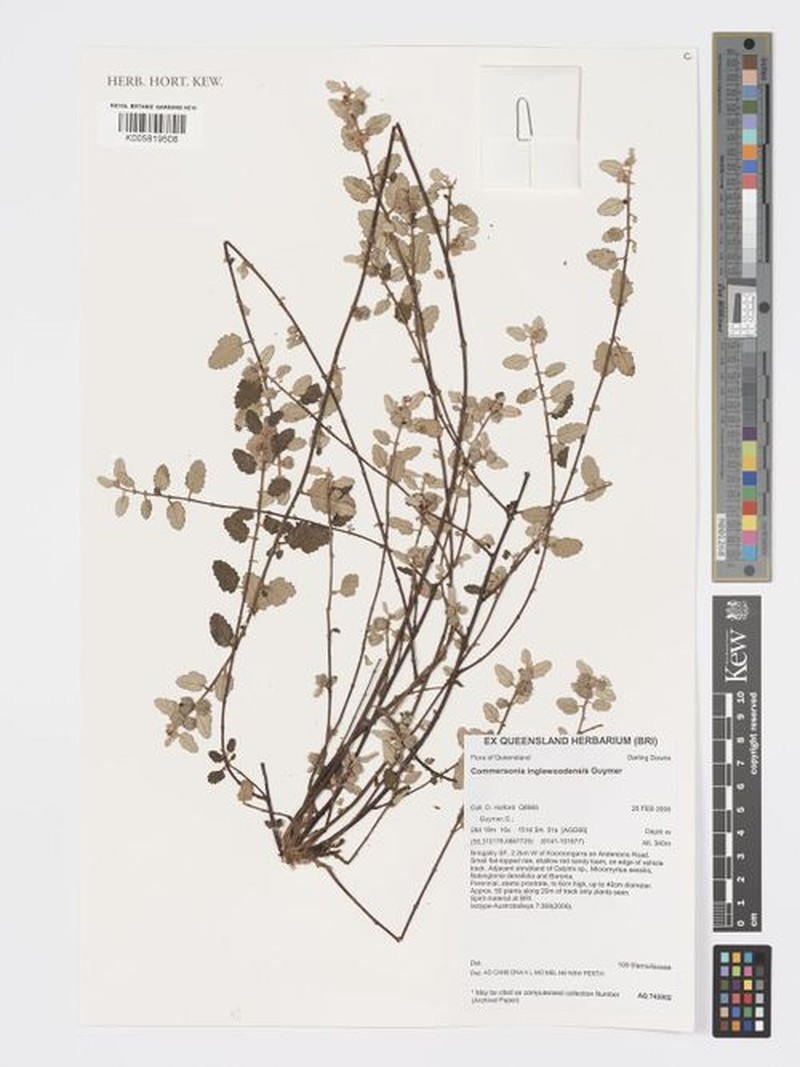 Androcalva inglewoodensis