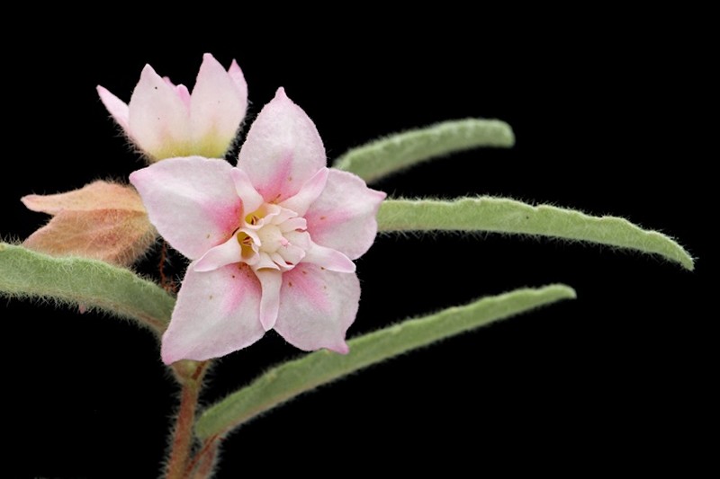Androcalva johnsonii