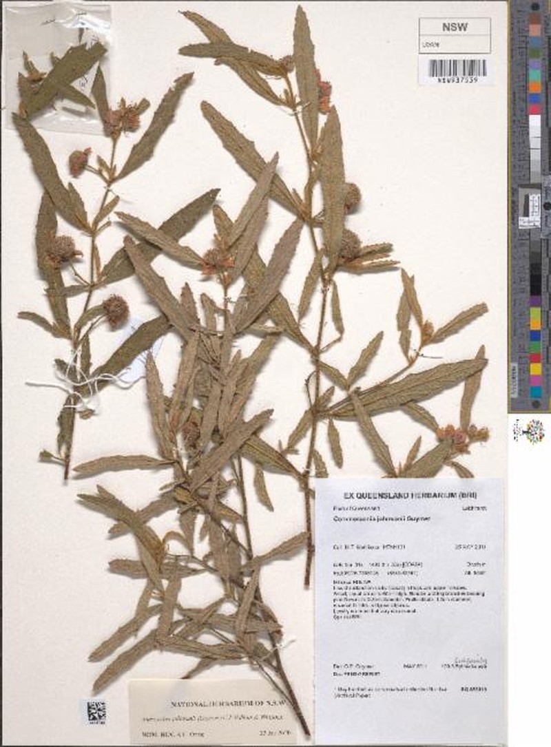 Androcalva johnsonii photo 2