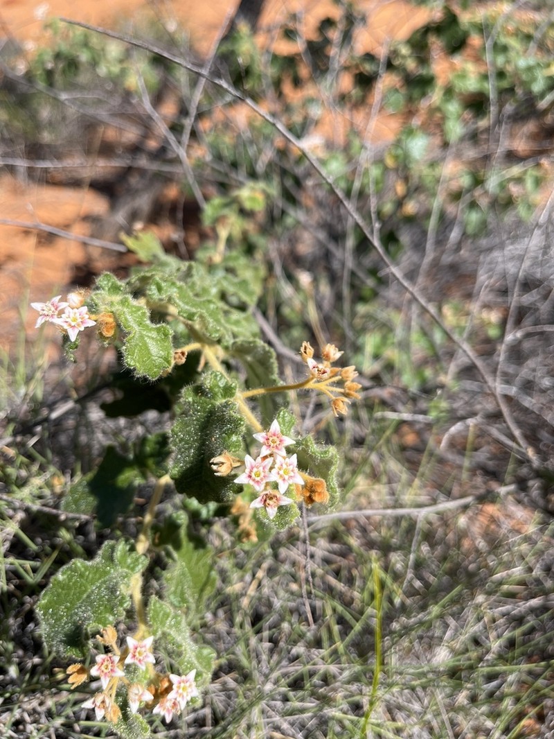 Androcalva lachna photo 2
