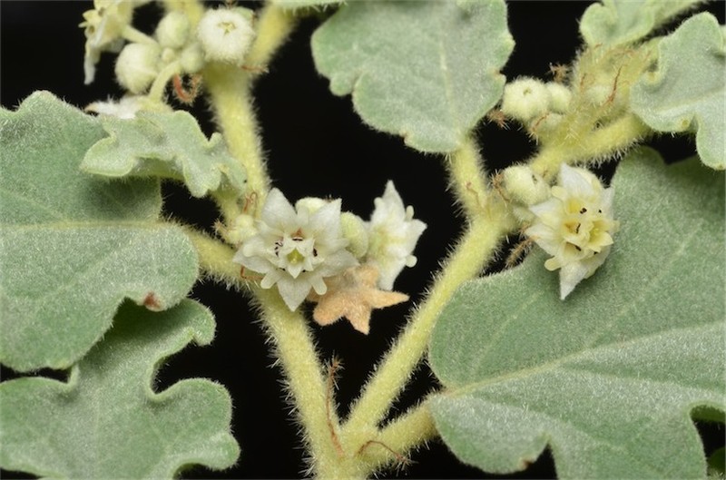Androcalva leichhardtii
