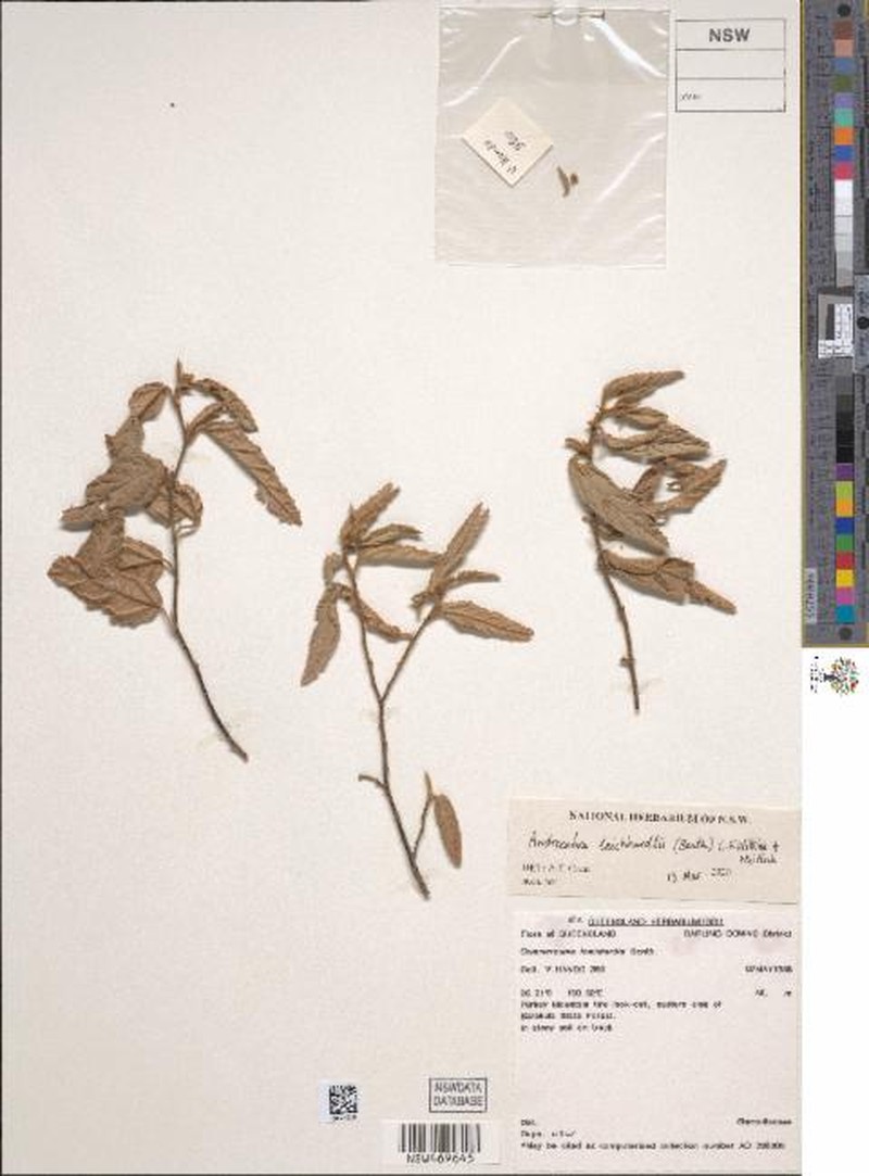 Androcalva leichhardtii photo 2